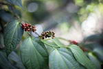 Poivre , Piper aromaticum Lam,Madagascar Pepper

